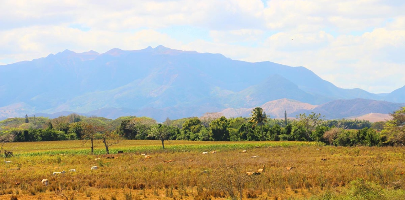 Plantation agricole de Pwëbuu