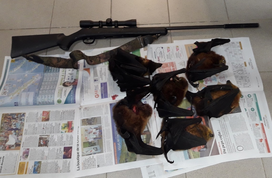 Braconnage roussettes contrôle espèce protégée extinction disparition réglementation province Nord Nouvelle-Calédonie