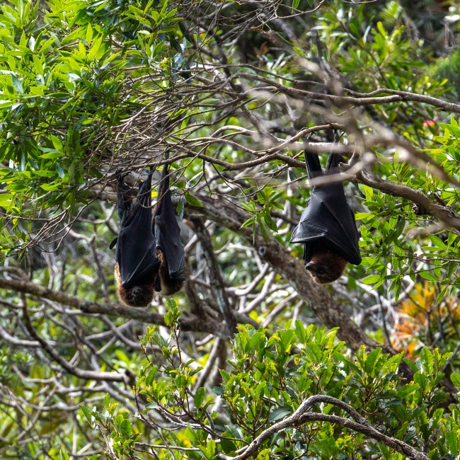 Photos de roussettes dans un arbre